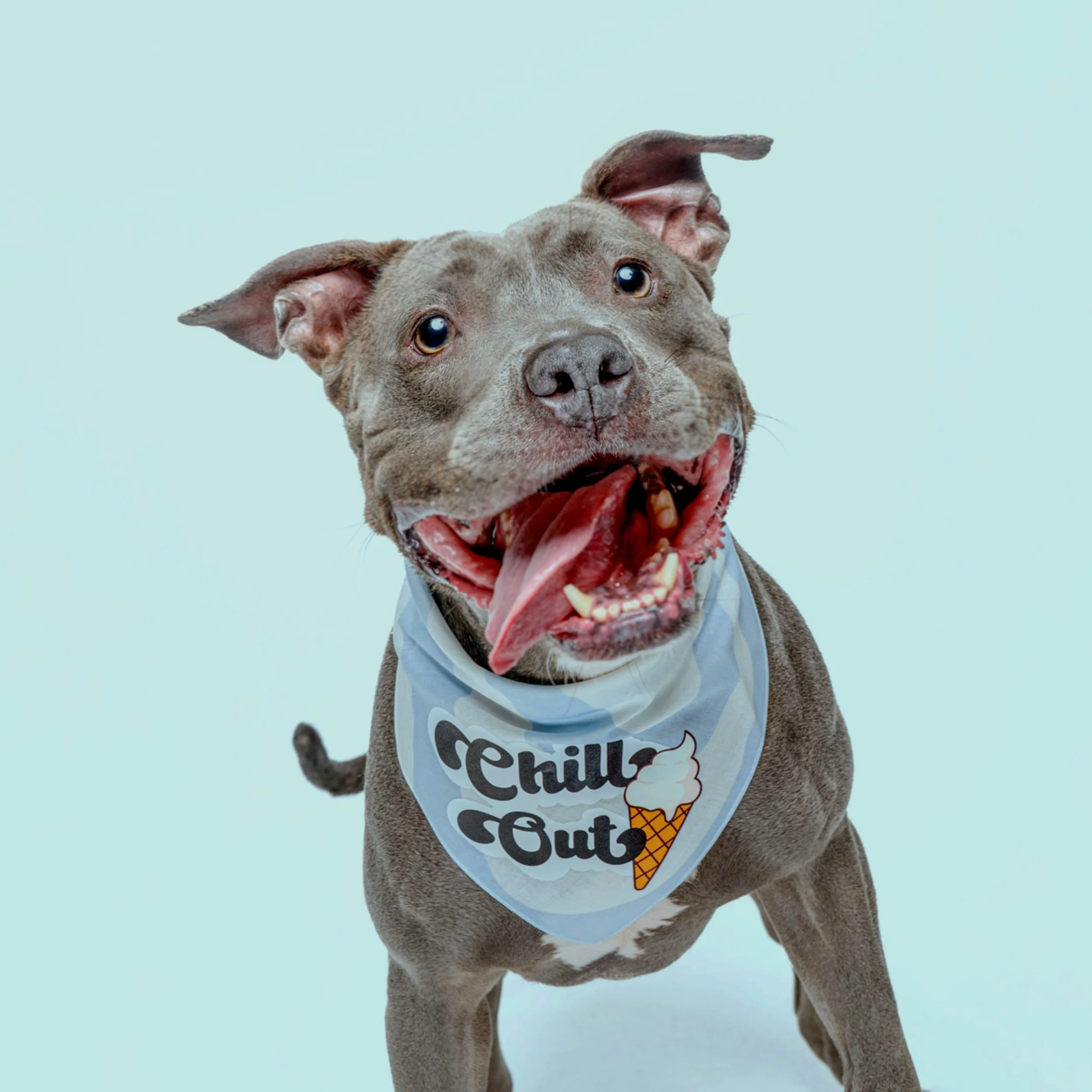 A very happy grey pit bull wearing a Chill Out bandana