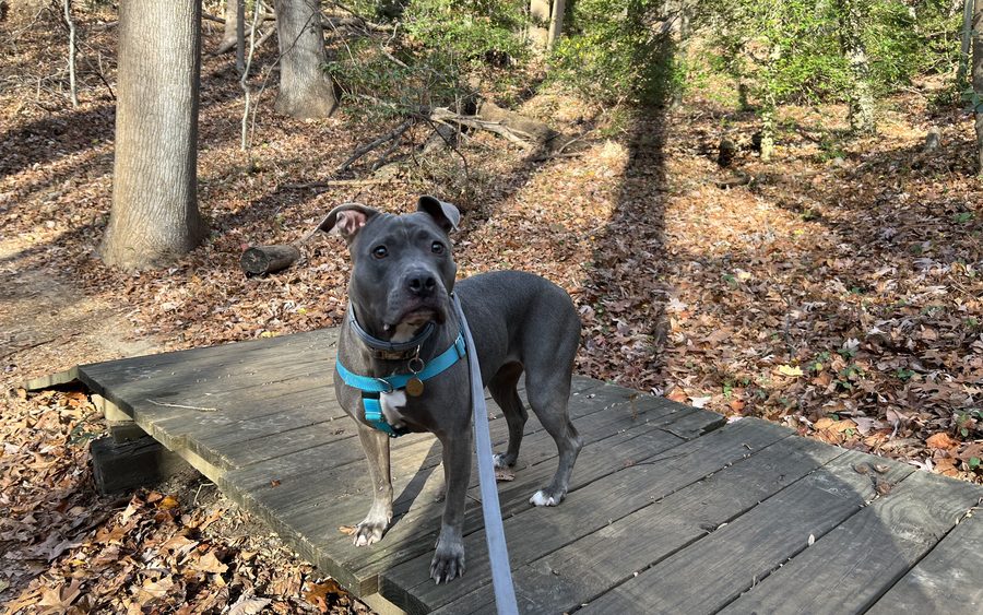 A grey pit bull standing on a wooden footbridge on a sunlit forest trail