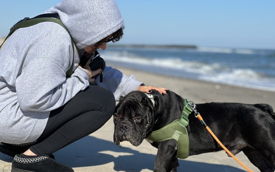 A person crouching down on the beach to greet a black dog in a harness