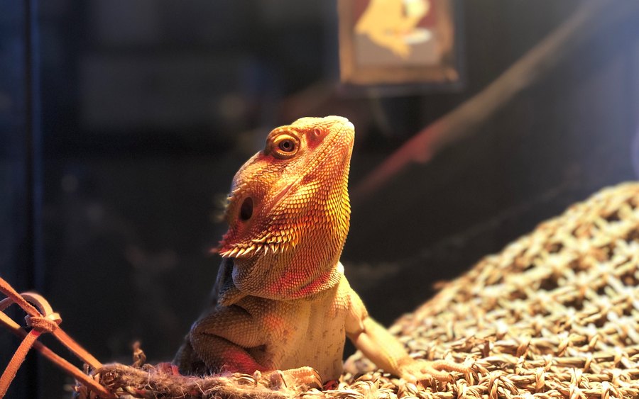 A bearded dragon basking on a rope hammock under a warm heat lamp
