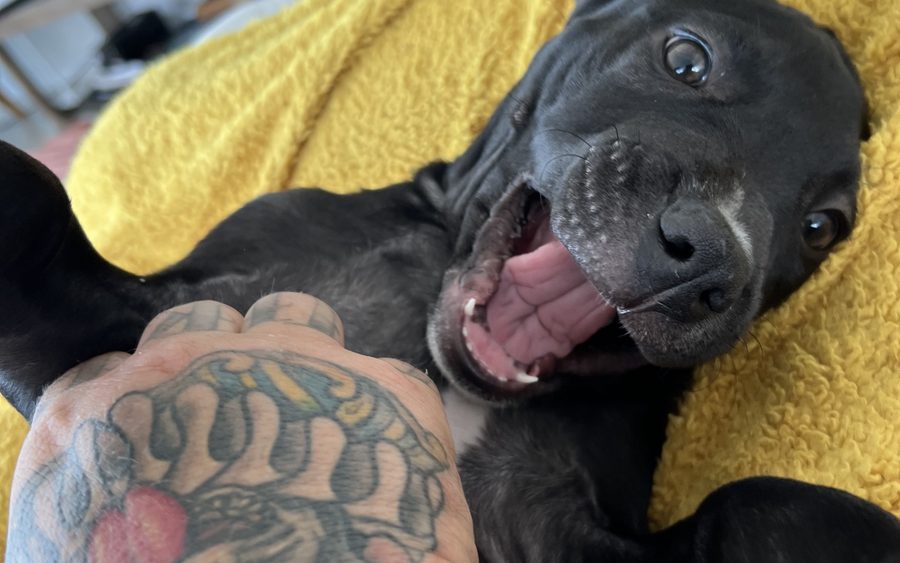 A black dog lying upside down on a yellow blanket being scratched by a tattooed hand
