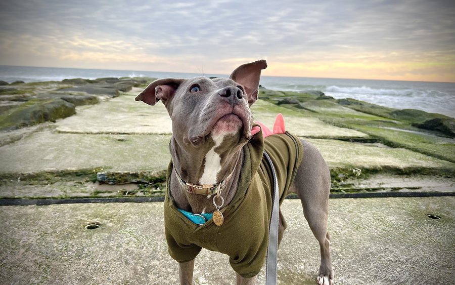 A grey pit bull in an olive sweater on a seaside jetty at sunrise, looking up on a loose leash